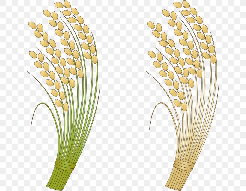 Grasses Rice Clip Art, PNG, 640x636px, Grasses, Agriculture, Body Jewelry, Commodity, Grass Download Free