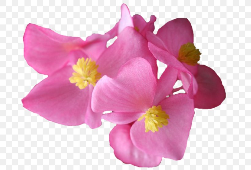 Moth Orchids Annual Plant Herbaceous Plant Pink M, PNG, 710x556px, Moth Orchids, Annual Plant, Blossom, Flower, Flowering Plant Download Free