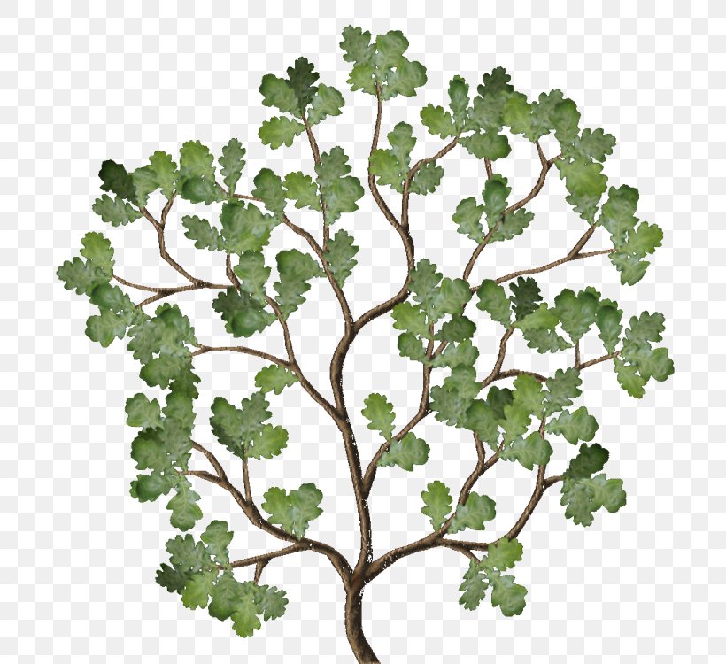 Twig Leaf Vegetable Plant Stem Family, PNG, 750x750px, Twig, Branch, Family, Flowering Plant, Grapevine Family Download Free