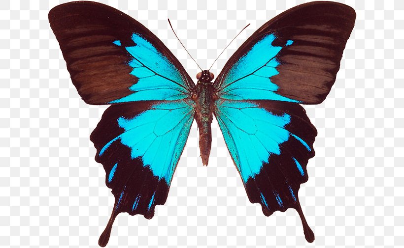 Ulysses Butterfly Black Swallowtail Swallowtail Butterfly Old World Swallowtail, PNG, 628x505px, Butterfly, Arthropod, Black Swallowtail, Blue Morpho, Brush Footed Butterfly Download Free