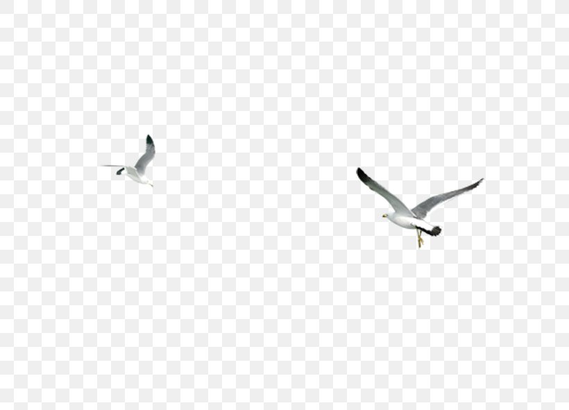 Bird Wing Google Images Download, PNG, 591x591px, Bird, Beak, Black And White, Copyright, Google Images Download Free