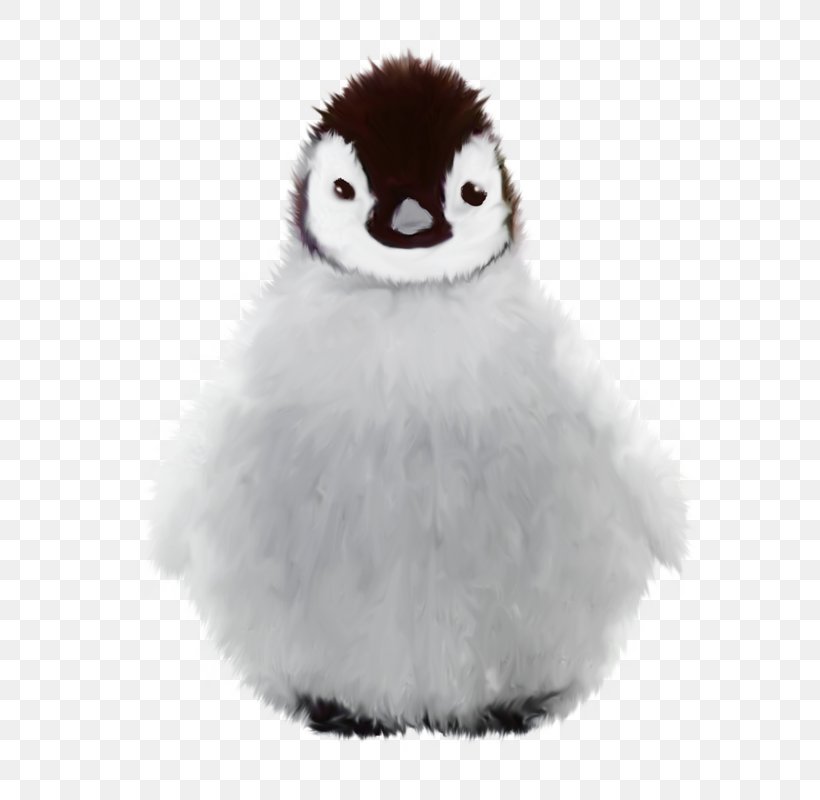 Penguin Winter, PNG, 647x800px, Penguin, Beak, Bird, Flightless Bird, Fur Download Free