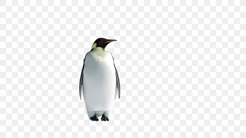 King Penguin P Is For Penguins Happy Flappy Feet: Penguins Childrens Books, PNG, 1920x1080px, Penguin, Animal, Beak, Bird, Book Download Free