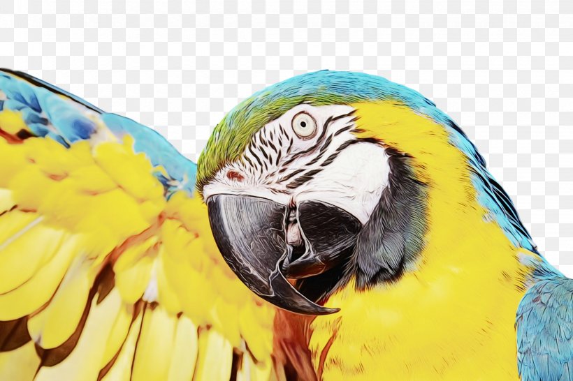 Parrot Bird Macaw Parakeet Beak, PNG, 2250x1500px, Parrot, Alexandrine Parakeet, Animal, Beak, Bird Download Free