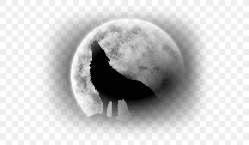 Red Fox Werewolf Herd Dog Red Wolf, PNG, 600x478px, Red Fox, Astronomical Object, Atmosphere, Aullido, Black And White Download Free