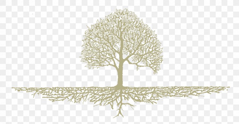 Tree Roots Drawing, PNG, 1676x873px, Root, Botany, Branch, Disease, Drawing Download Free