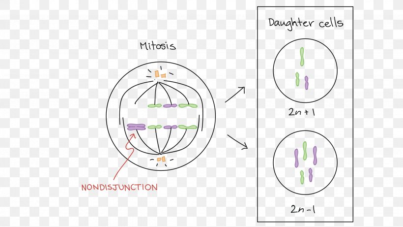 Mitosis Prophase Meiosis Chromosome Anaphase, PNG, 2656x1496px, Mitosis, Anaphase, Aneuploidy, Area, Biology Download Free