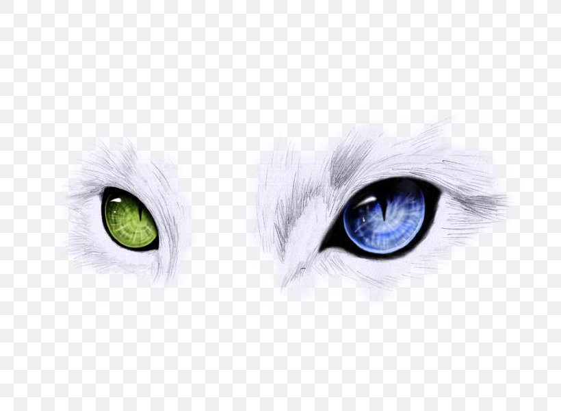 Ojos Azules Odd-eyed Cat Blue Cats Eye, PNG, 800x600px, Watercolor, Cartoon, Flower, Frame, Heart Download Free