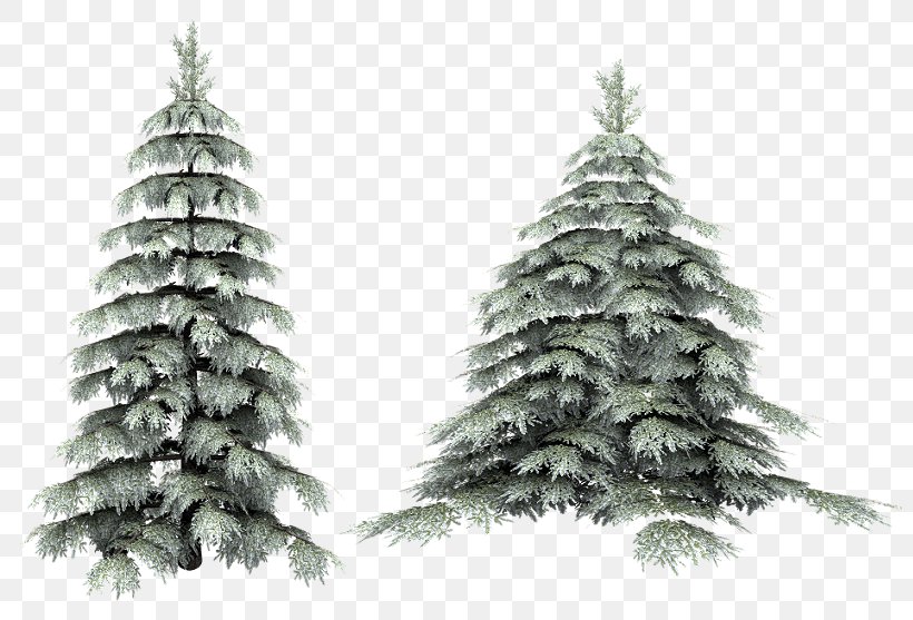 Tree Desktop Wallpaper Clip Art, PNG, 800x557px, Tree, Branch, Cedar, Christmas Decoration, Christmas Ornament Download Free