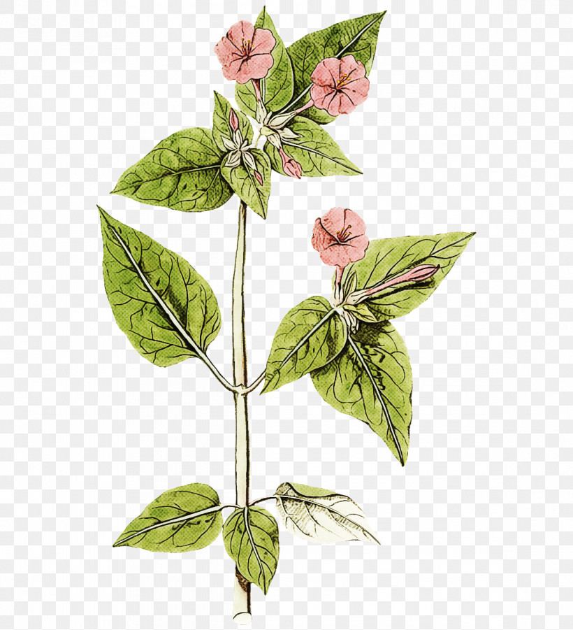Leaf Plant Stem Herb Herbaceous Plant Basil, PNG, 1164x1280px, Leaf, Basil, Health, Herb, Herbaceous Plant Download Free