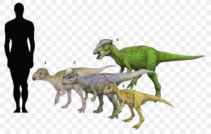Micropachycephalosaurus Chaoyangsaurus Tylocephale Goyocephale Dinosaur, PNG, 916x582px, Micropachycephalosaurus, Dinosaur, Ecology, Extinction, Fauna Download Free