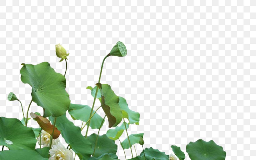 Nelumbo Nucifera Download Computer File, PNG, 1024x640px, Nelumbo Nucifera, Branch, Falun Gong, Flower, Grass Download Free