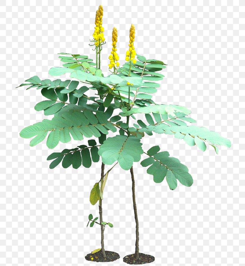 Senna Alata Golden Shower Tree Herb Senna Hebecarpa Plant, PNG, 741x888px, Senna Alata, Branch, Caesalpinioideae, Cassia, Flower Download Free