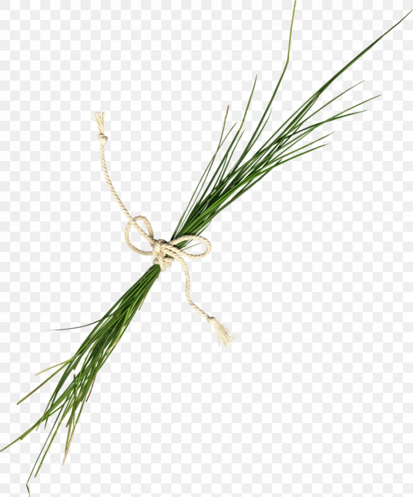 Twig Plant Stem Grasses Commodity, PNG, 850x1024px, Twig, Commodity, Family, Grass, Grass Family Download Free