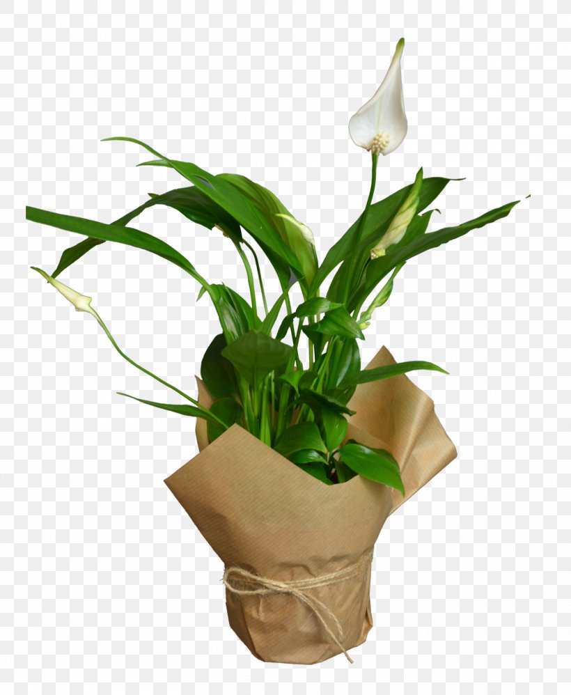 White Lily Flower, PNG, 1500x1827px, Calathea Lancifolia, Alismatales, Anthurium, Arum, Arum Family Download Free