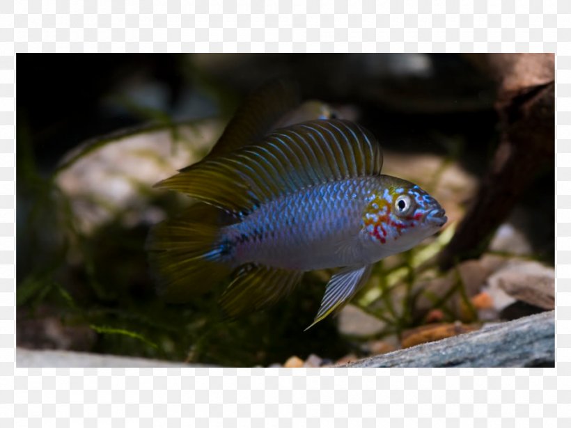 Yellow Dwarf Cichlid Agassiz's Dwarf Cichlid Cockatoo Dwarf Cichlid Nannacara, PNG, 960x720px, Fish, Apistogramma, Aquarium, Cichlid, Fauna Download Free