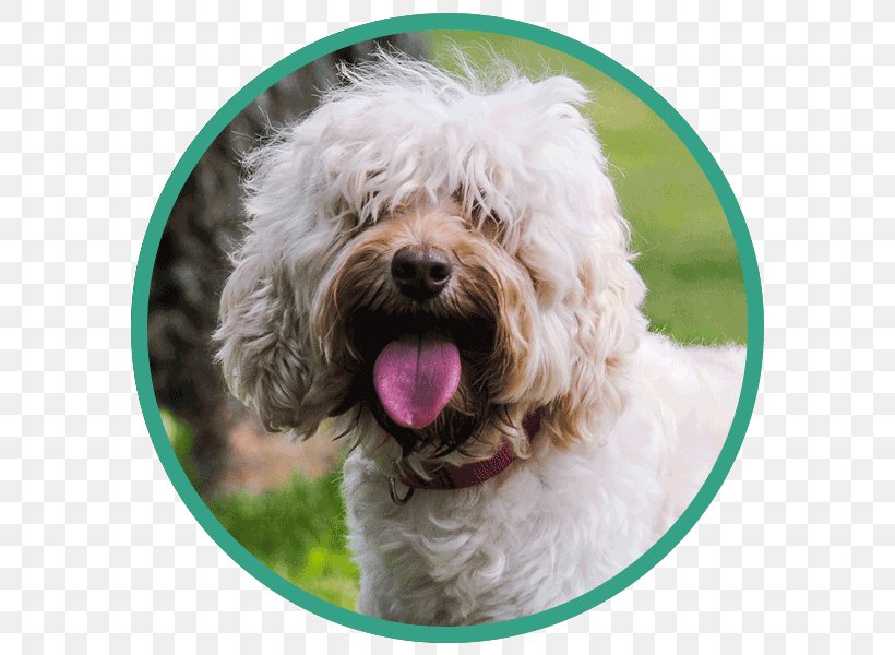 Cockapoo Goldendoodle Schnoodle Portuguese Water Dog Lagotto Romagnolo, PNG, 600x600px, Cockapoo, Barbet, Barbet Dog, Bolognese, Bolognese Dog Download Free