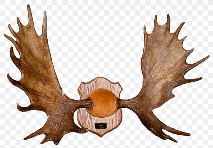 Elk Antler Deer Alaska Moose Horn, PNG, 829x577px, Elk, Alaska Moose, Antler, Commemorative Plaque, Craft Download Free