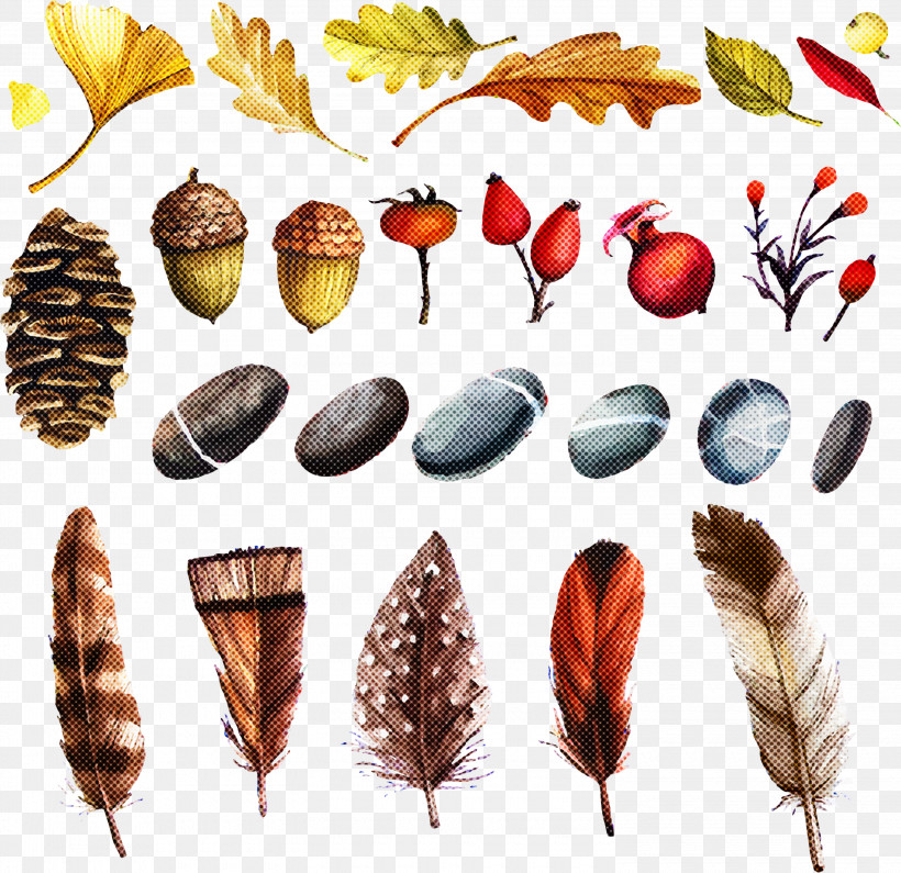 Feather, PNG, 3000x2910px, Feather, Lymantria Dispar Dispar, Plant Download Free