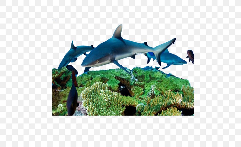 Marine Biology Deep Sea Creature Organism, PNG, 500x500px, Marine Biology, Artworks, Cartilaginous Fish, Deep Sea Creature, Ecosystem Download Free