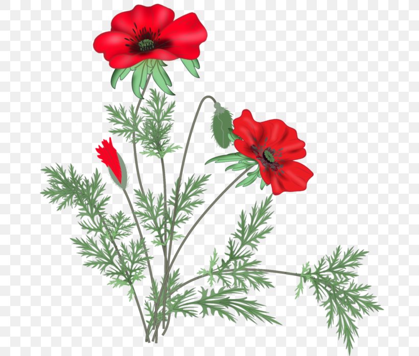 Poppy Flower Blog Clip Art, PNG, 700x698px, Poppy, Anemone, Blog, Cut Flowers, Diary Download Free