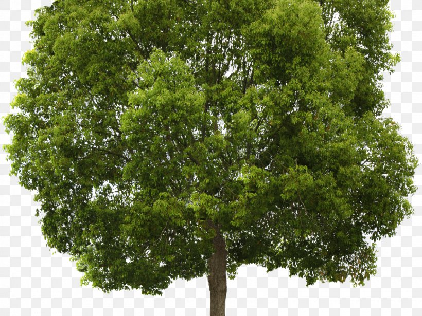 Transparency Tree Populus Nigra Clip Art, PNG, 1600x1200px, Tree, Bonsai, Branch, Cottonwood, Layers Download Free