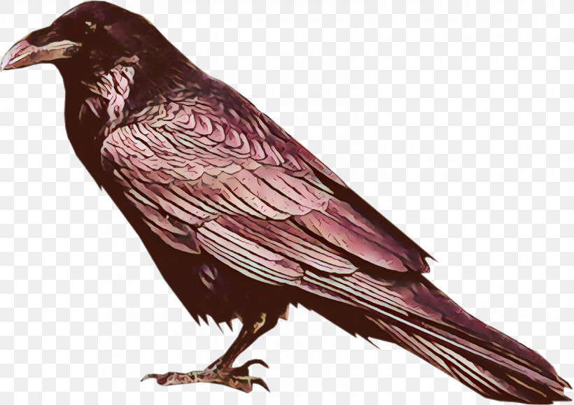 Bird Raven Beak Crow European Starling, PNG, 1600x1131px, Bird, Beak, Crow, European Starling, Perching Bird Download Free