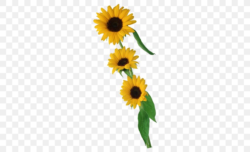 Common Sunflower Floral Design Cut Flowers Sunflower Seed, PNG, 500x500px, Common Sunflower, Cut Flowers, Daisy Family, Floral Design, Floristry Download Free