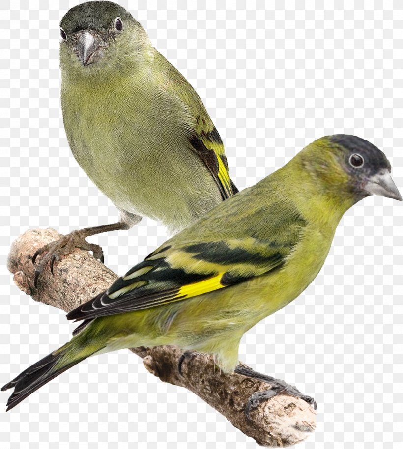 Domestic Canary Bird Black-capped Siskin Eurasian Siskin Red Siskin, PNG, 1009x1125px, Domestic Canary, American Sparrows, Beak, Bird, Canary Download Free