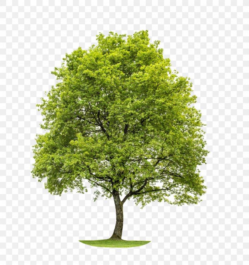 Woodland And Forest My Pocket Garden Tree, PNG, 1000x1067px, Woodland, Book, Branch, Evergreen, Forest Download Free