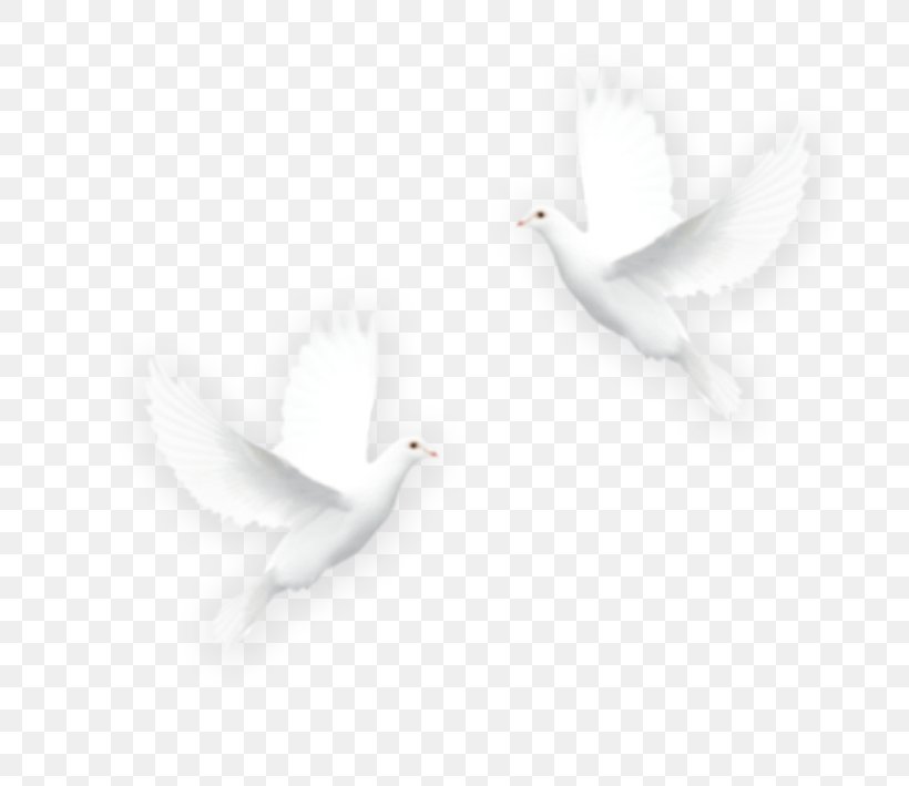 Bird Icon, PNG, 709x709px, Bird, Beak, Black And White, Computer, Cygnini Download Free