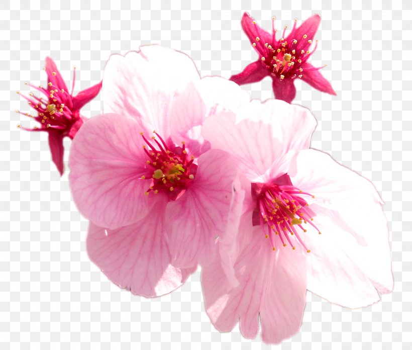 Cherry Blossom ST.AU.150 MIN.V.UNC.NR AD Pink M, PNG, 2000x1698px, Blossom, Branch, Branching, Cherry, Cherry Blossom Download Free