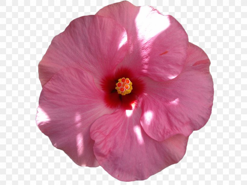 Common Hibiscus Pink Flowers Petal, PNG, 1200x900px, Common Hibiscus, Flower, Flowering Plant, Herbaceous Plant, Hibiscus Download Free