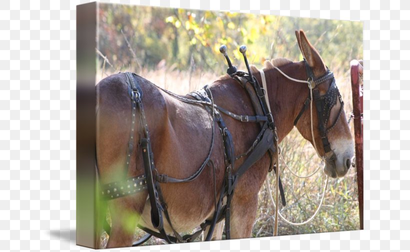 Mule Bridle Mustang Stallion Mare, PNG, 650x504px, Mule, Bridle, Dog Harness, Fauna, Grass Download Free