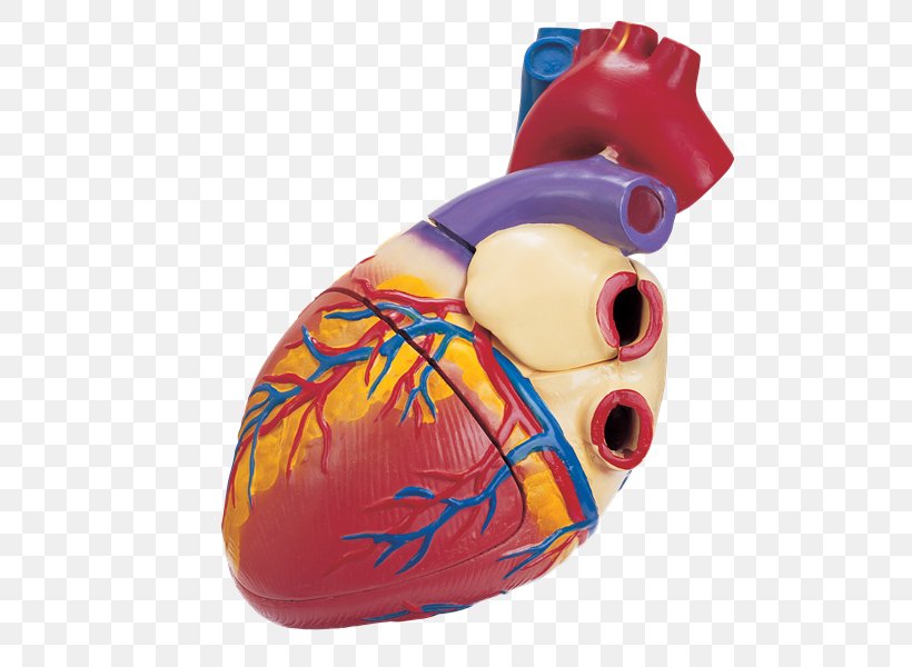Zang-fu Microsoft PowerPoint Heart Medicine Presentation, PNG, 600x600px, Watercolor, Cartoon, Flower, Frame, Heart Download Free