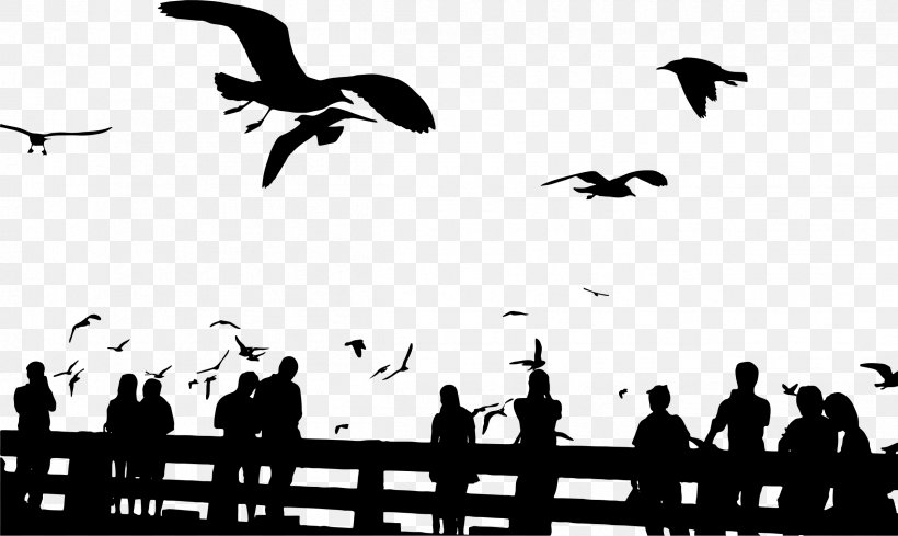 Bird Gulls Silhouette Sky Sunset, PNG, 2399x1433px, Bird, Animal Migration, Beak, Bird Migration, Black Download Free
