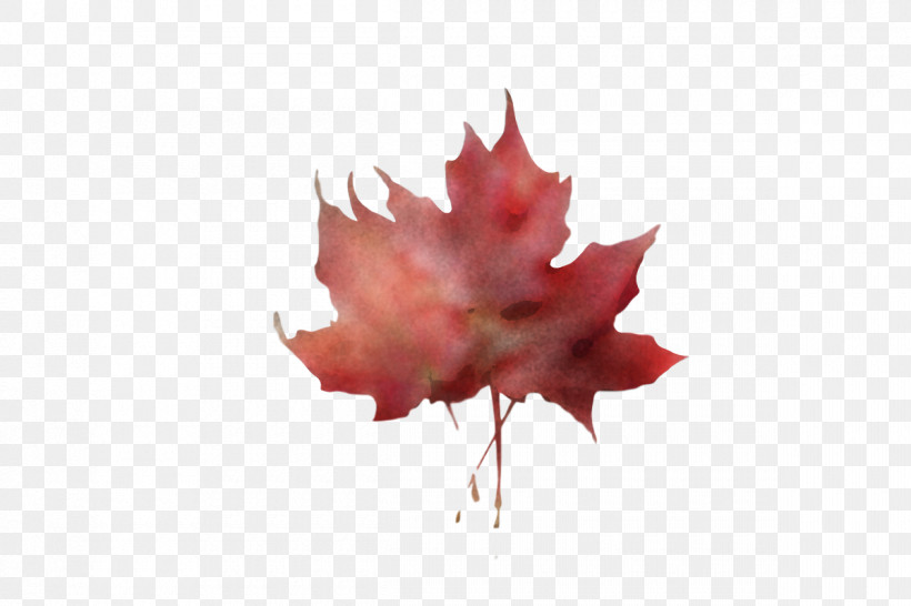 Leaf Maple Leaf / M Petal Red M-tree, PNG, 1200x800px, Leaf, Biology, Flower, Maple Leaf M, Mtree Download Free