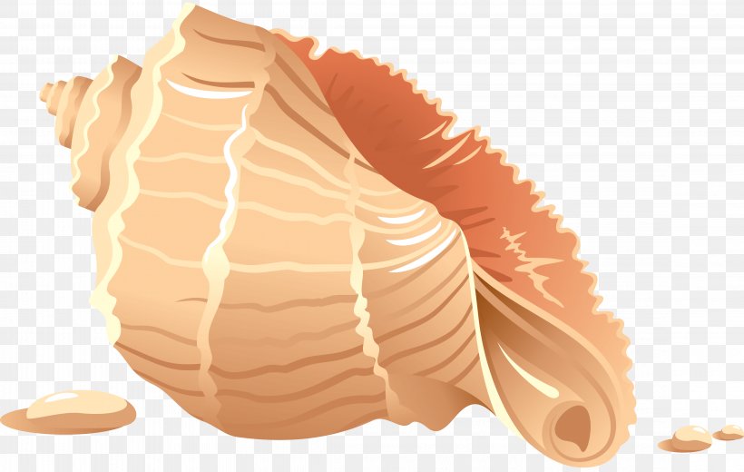 Seashell Clip Art, PNG, 4545x2885px, Seashell, Jaw, Mollusc Shell, Organism, Royaltyfree Download Free