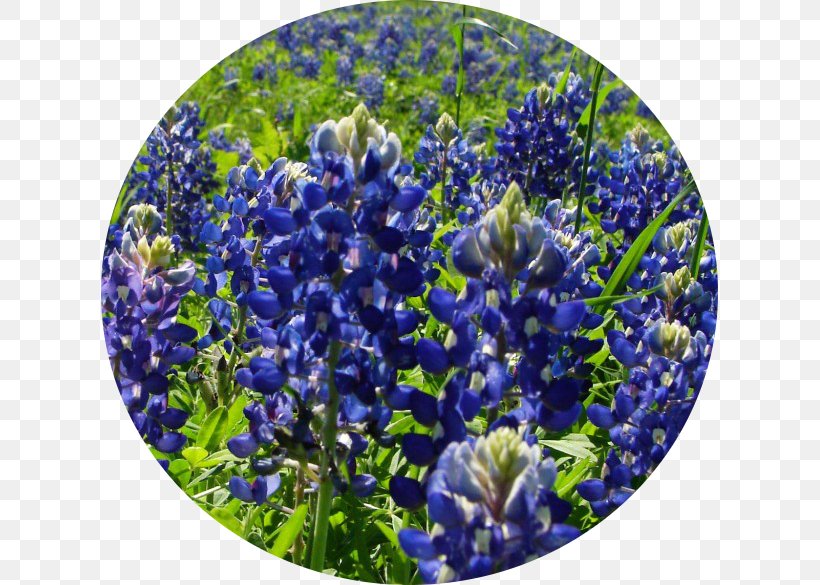 Bluebonnet Royalty-free Image Stock.xchng Photograph, PNG, 617x585px, Bluebonnet, Blog, Delphinium, English Lavender, Flower Download Free
