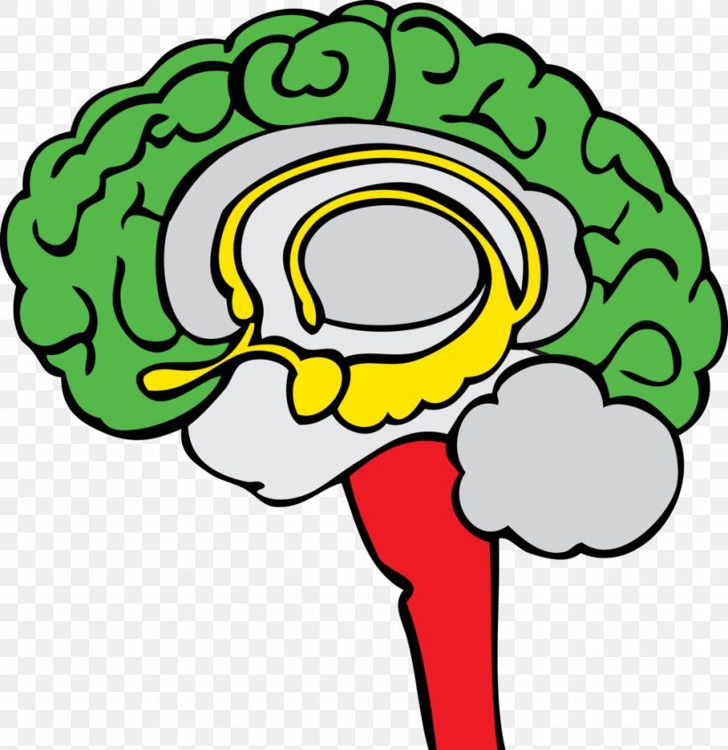 Brainstem Limbic System Human Brain Clip Art, PNG, 1000x1031px, Watercolor, Cartoon, Flower, Frame, Heart Download Free
