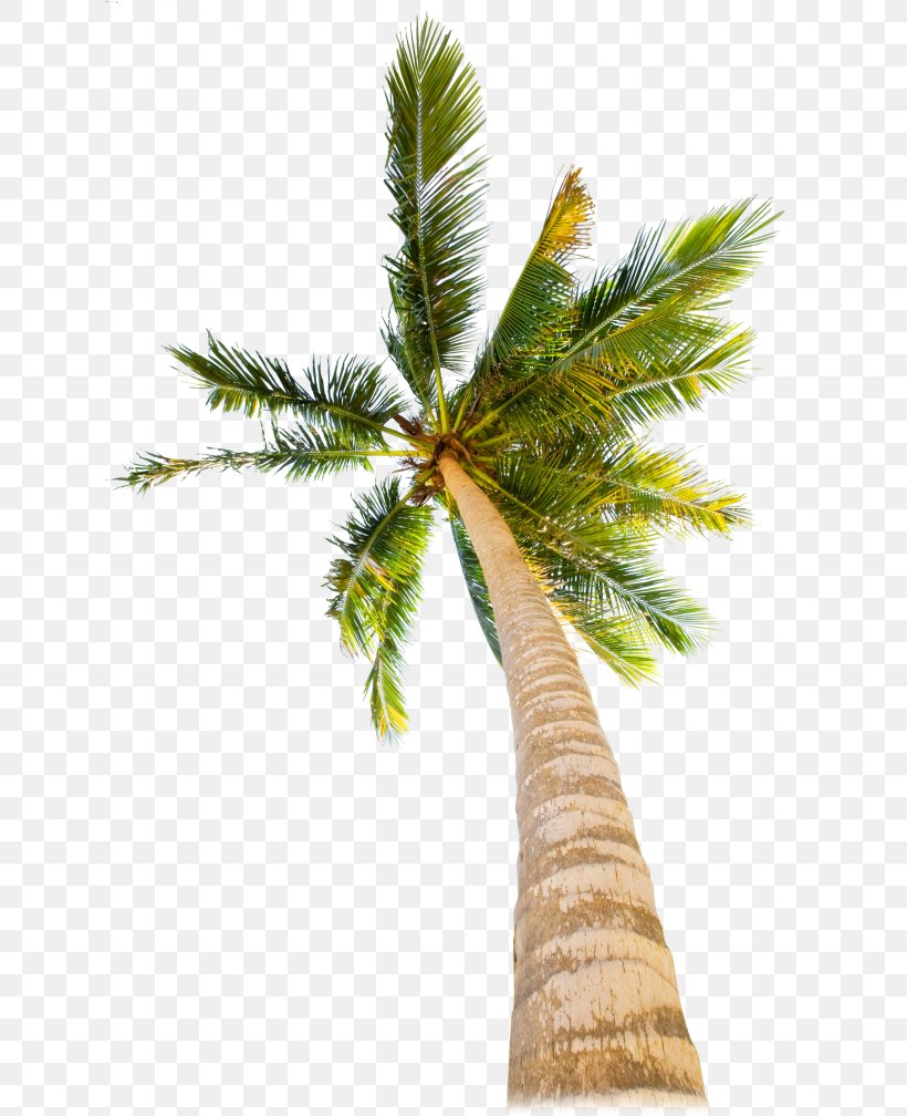 Palm Tree, PNG, 639x1008px, Tree, Arecales, Desert Palm, Palm Tree, Plant Download Free