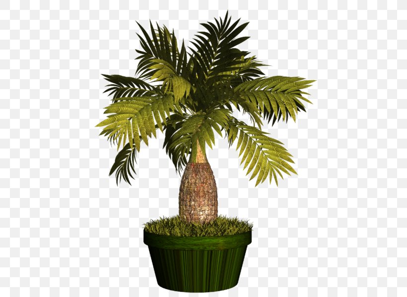 Asian Palmyra Palm Flowerpot Arecaceae Plant, PNG, 475x600px, Asian Palmyra Palm, Arecaceae, Arecales, Borassus, Borassus Flabellifer Download Free