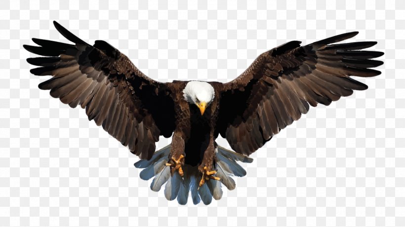 Bald Eagle Bird Stock Photography Drawing, PNG, 1280x720px, Bald Eagle, Accipitriformes, Animal, Beak, Bird Download Free