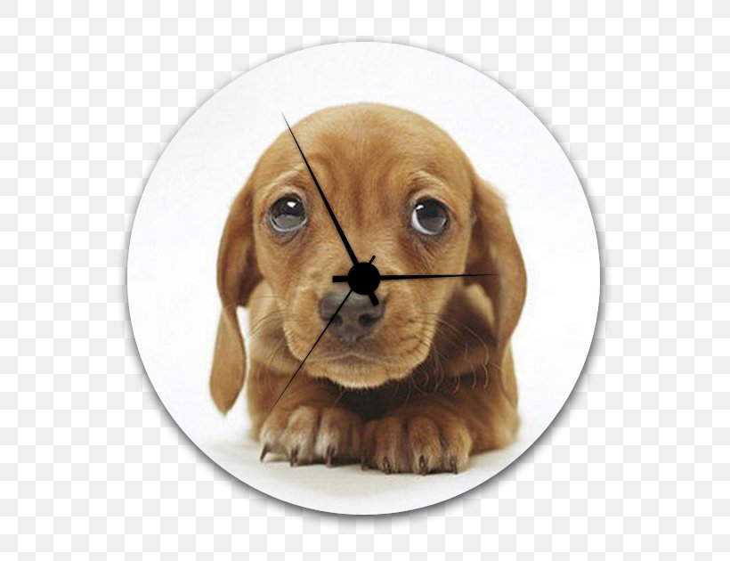 Dachshund Puppy Labrador Retriever Cuteness Lion, PNG, 630x630px, Dachshund, Animal, Carnivoran, Cuteness, Dog Download Free