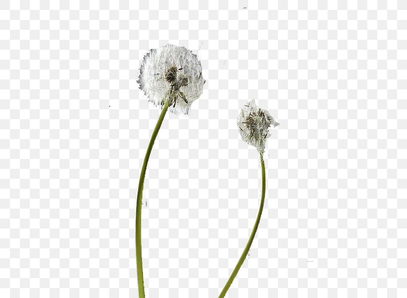 Flower Dandelion Pissenlit Plant, PNG, 450x600px, Flower, Cut Flowers, Dandelion, Flora, Floral Design Download Free