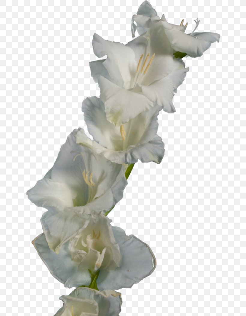 Gladiolus Cut Flowers Iridaceae, PNG, 650x1050px, Watercolor, Cartoon, Flower, Frame, Heart Download Free