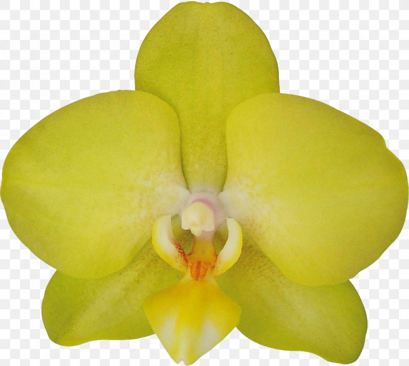 Moth Orchids Yellow Cattleya Orchids Flower, PNG, 1084x971px, Moth Orchids, Adelaide, Cattleya, Cattleya Orchids, Cultivar Download Free