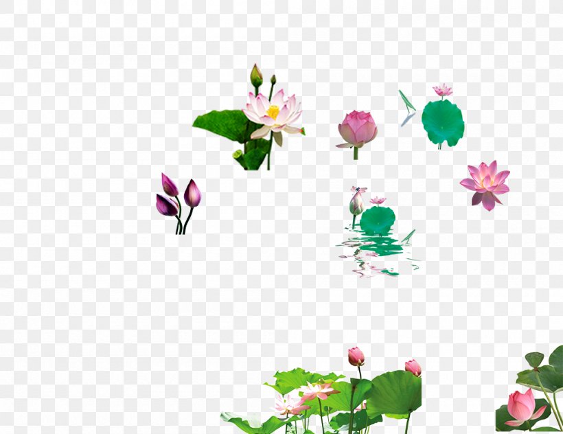 Pygmy Water-lily Petal Leaf Clip Art, PNG, 1000x771px, Pygmy Waterlily, Blossom, Branch, Flora, Floral Design Download Free