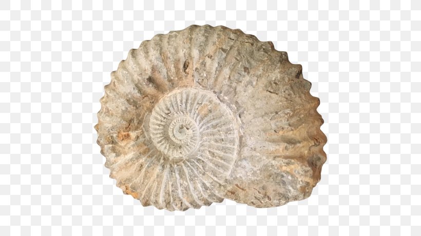 Transitional Fossil Ammonites Seashell Nautilidae, PNG, 736x460px, Fossil, Ammonites, Conch, Devonian, Evolution Download Free