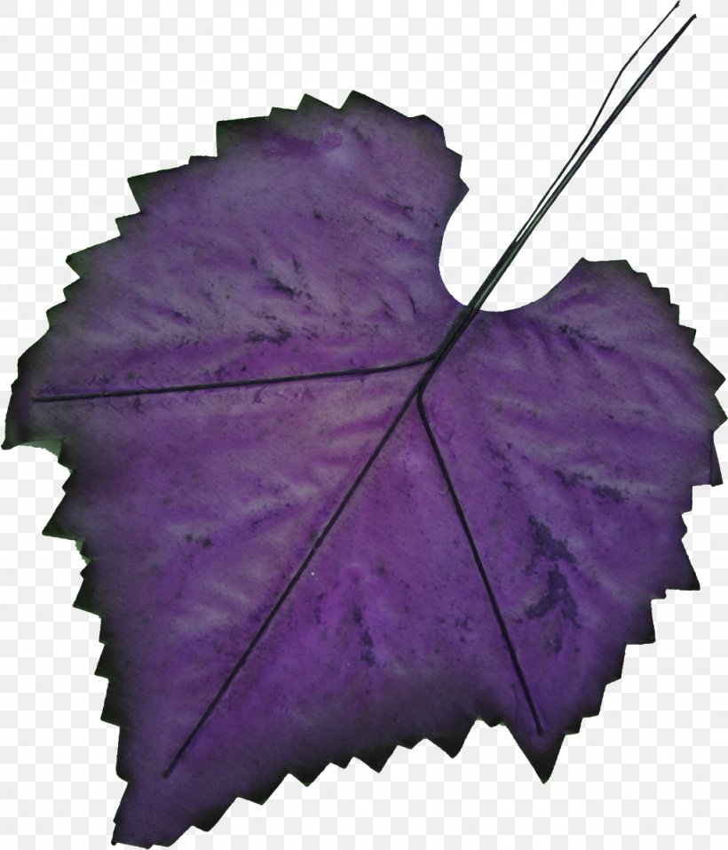 Autumn Leaves Background, PNG, 1024x1196px, Leaf, Autumn, Autumn Leaf Color, Flower, Grape Leaves Download Free